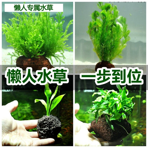 Украшение воды -Современная павлинская рыба вулканическая каменная вода