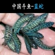 [Специальное предложение] Саженцы Blue Snake Fish 2-3 см5 отправит 1 штуку