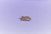 Nostalgic Retro brass metal cicadas Funny creative gadgets Strange pendant jewelry gifts wonderful