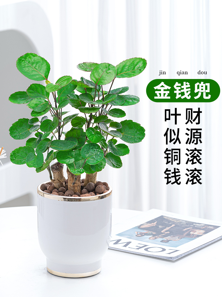 Money Pocket Potted Money Tree Office Decoration Pendulum with green plant money Dortforu Tongye family Four Seasons evergreen 