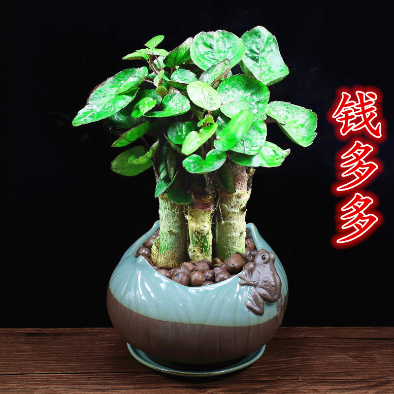 Money pocket potted plants suitable for office decoration station table top green plant money with lots of money strings good to raise bonsai round leaves 