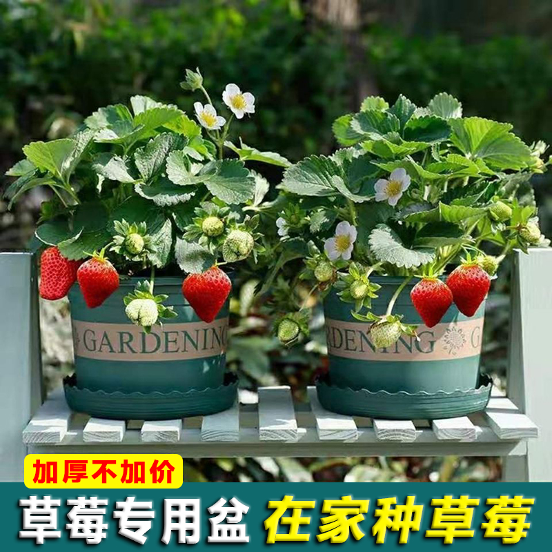Flower pot household with strawberry pot plant plant 7 gallon pot plastic large caliber
