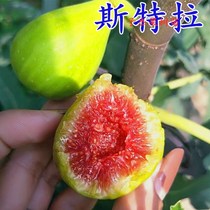 Fig tree seedlings northern and southern courtyard ground planting balcony potted plants extra large Stella fig seedlings that bear fruit in the current year