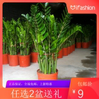 自然萃 金钱树5棵 15-20cm(不含盆)