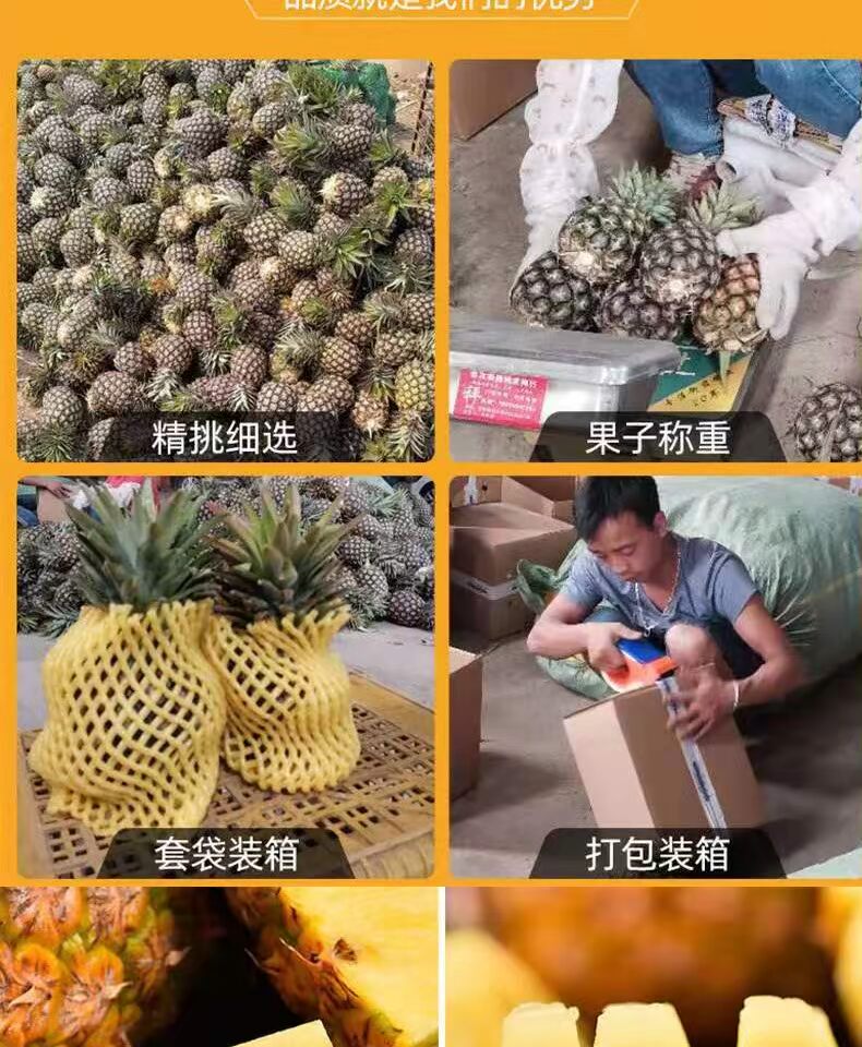 【圣果一家】云南手撕牛奶大凤梨