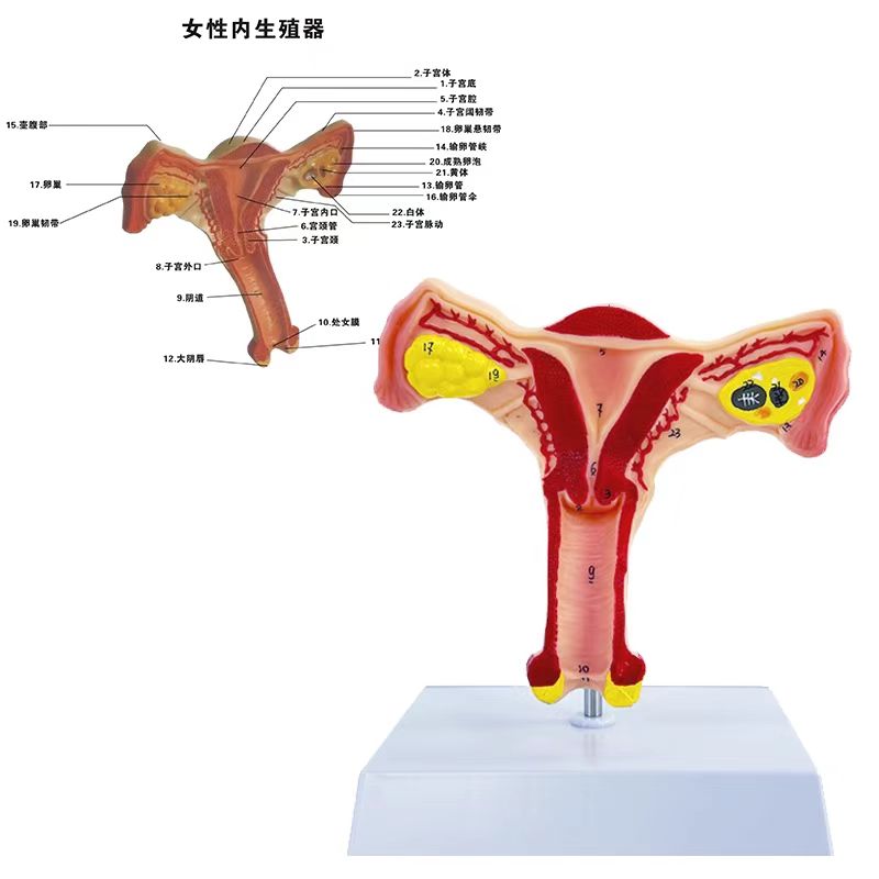 生殖人体解剖模型