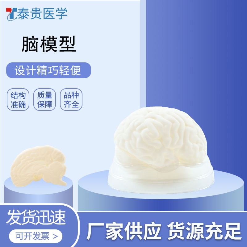 脑解剖模型
