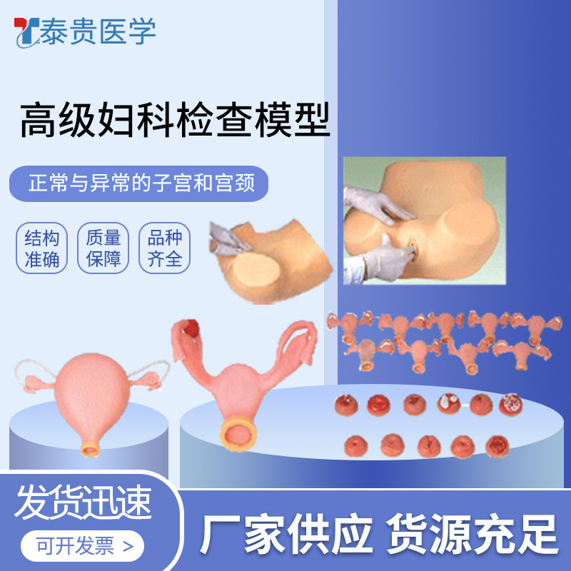 泰贵医学TG/F30S妇科检查训练模型产前检查女性触诊护理训练模具