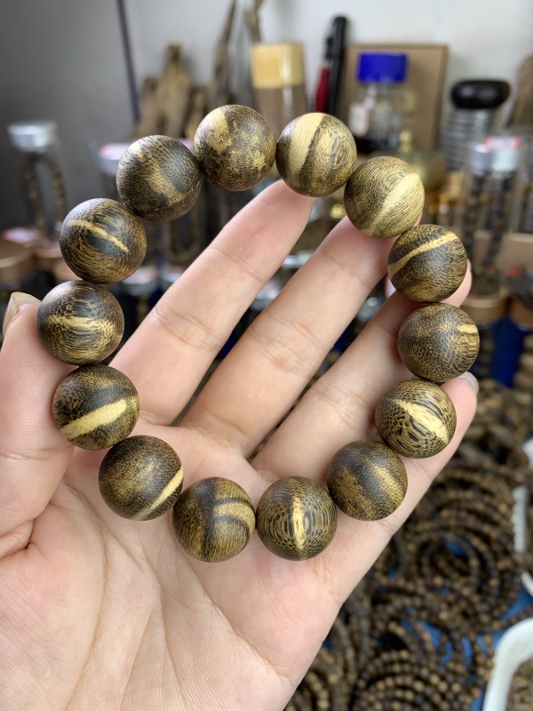 Planting Tiger Spot Agarwood 1.6 Single Ring 22g+