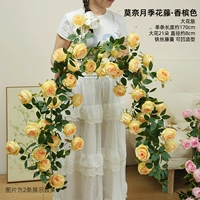 Шампанское крупноцветковая версия розовой лозы Моне, цельная, длиной 1,7 метра.