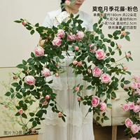 Розовая лоза Моне длиной 1,8 метра.