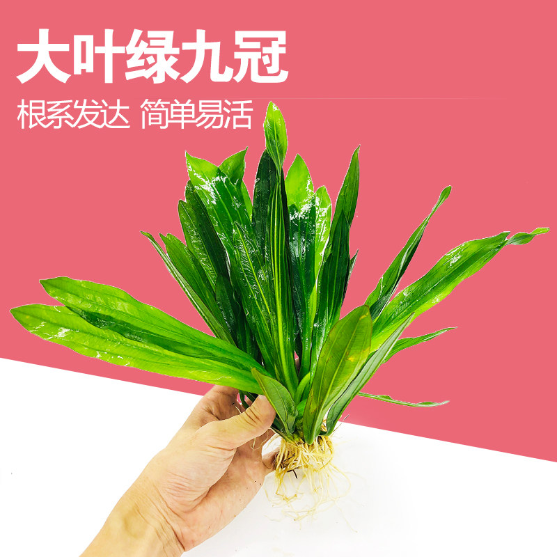 Large Leaf Green Nine Crown Grass Genuine Water Grass Fish Tank Decoration Living Plant Sloth Water Grass Fresh Water Rear View Negative Grass