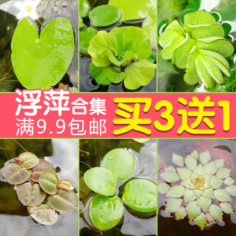 Fish tank duckweed aquatic grass Living plant Four Seasons Floating apart NO3 Purifying Water Quality Micro Landscape Oxygenated Water Grass Duckweed