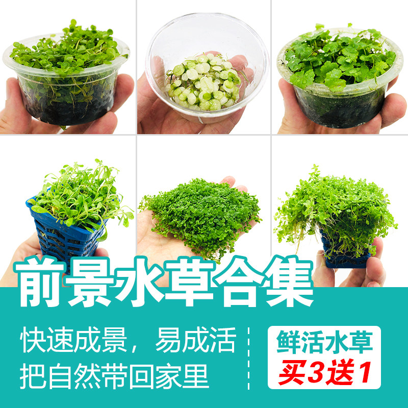 Fish tank landscaping foreground grass crawling dwarf pearls digging ear grass cattle hairy day Hu Qian fork column flower live water grass real plant
