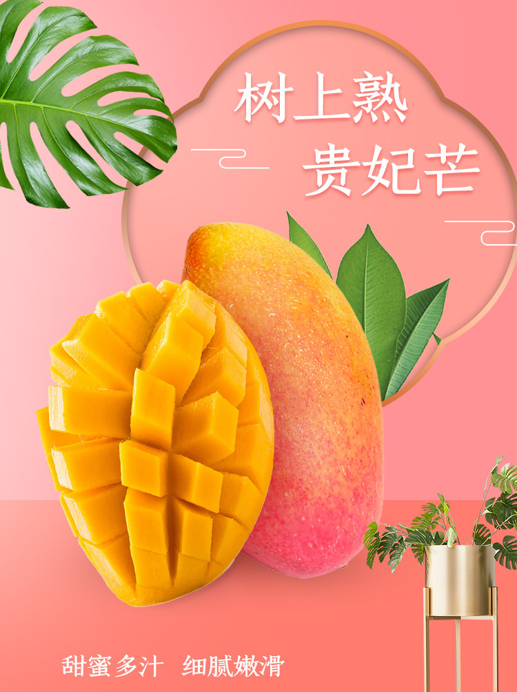 [樹上熟]海南貴妃芒果