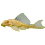 Небольшая нижняя рыба видит рыбу, енота золотая рыба, рыба, рыба, леопардовые узоры, королева Хуандаофу, Цин Даофу