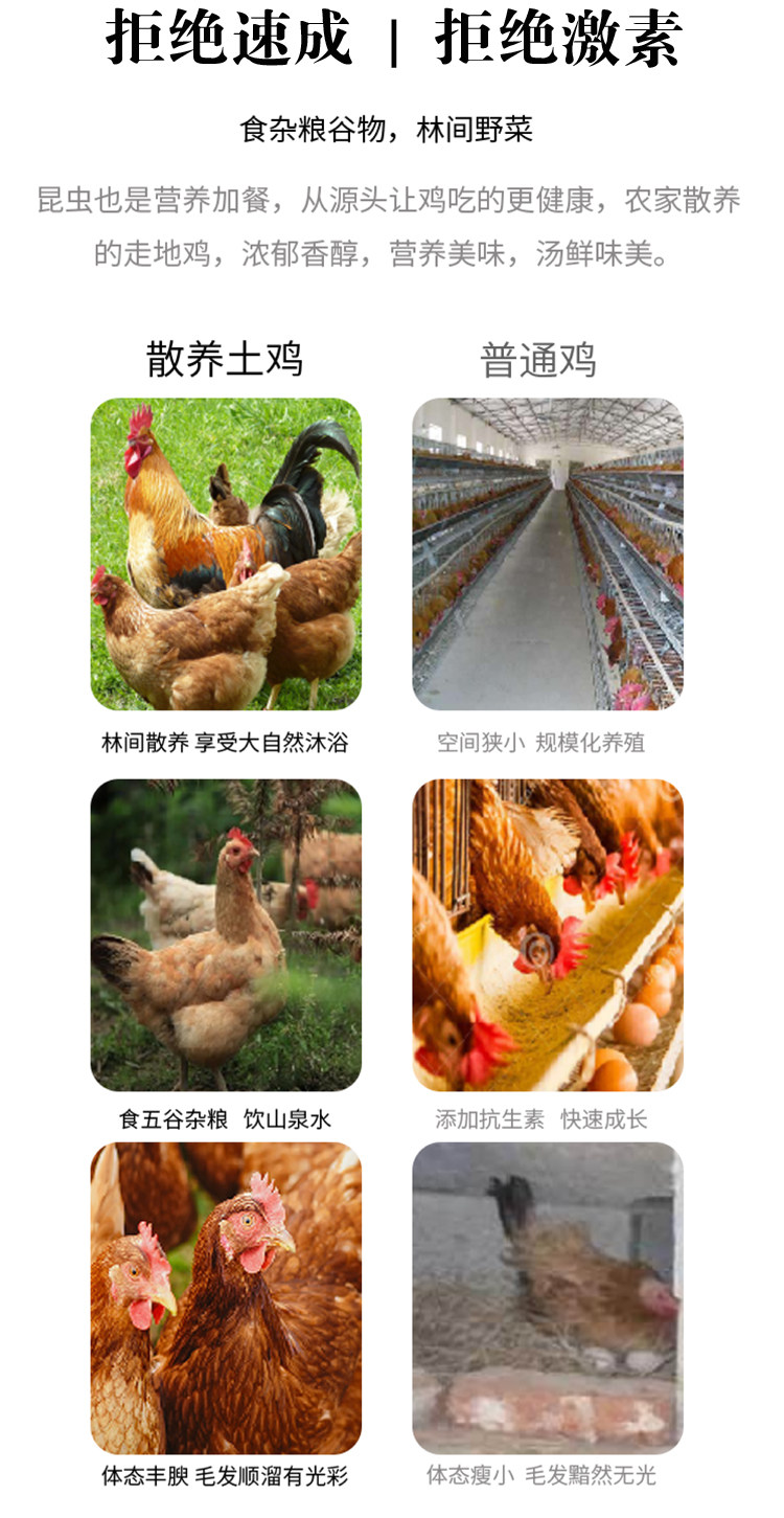 彦伯 散养走地鸡 三黄鸡 单只净重670g以上 图7
