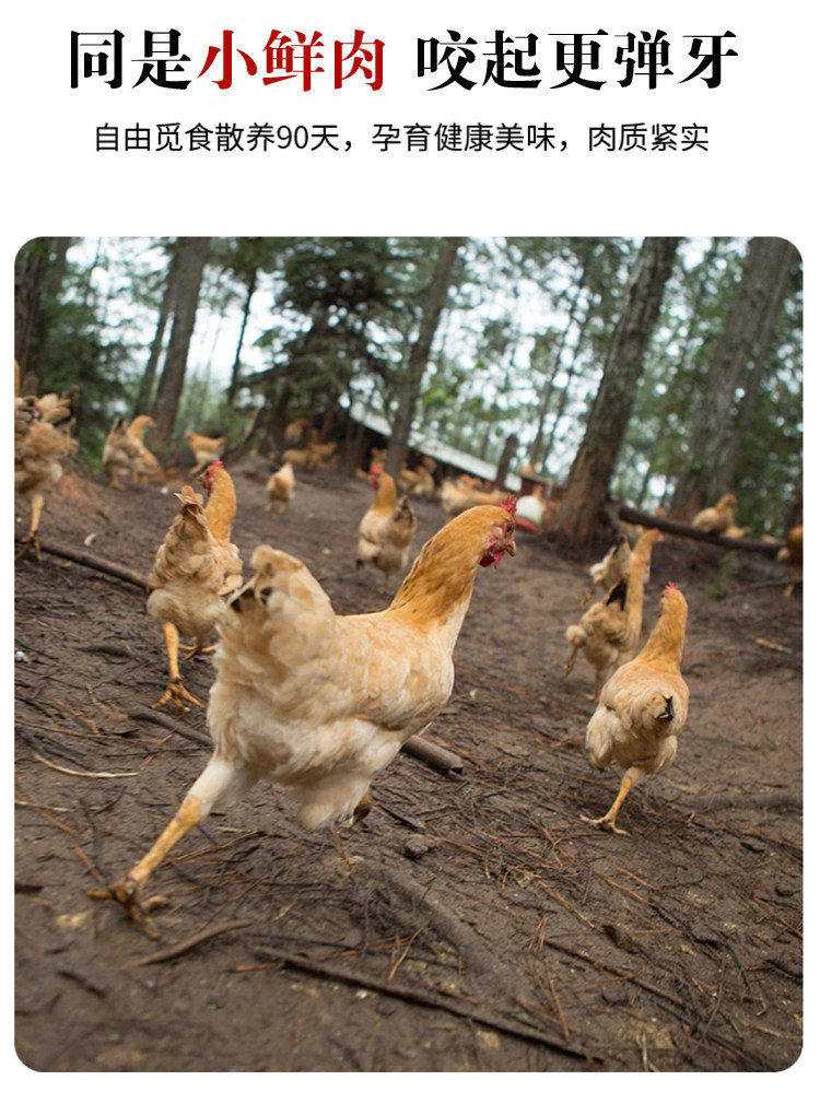 彦伯 散养走地鸡 三黄鸡 单只净重670g以上 图5