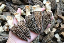 Selected thick meat Morchella beautiful big Morel thick body big fresh fragrance strong family love to drink 50 grams