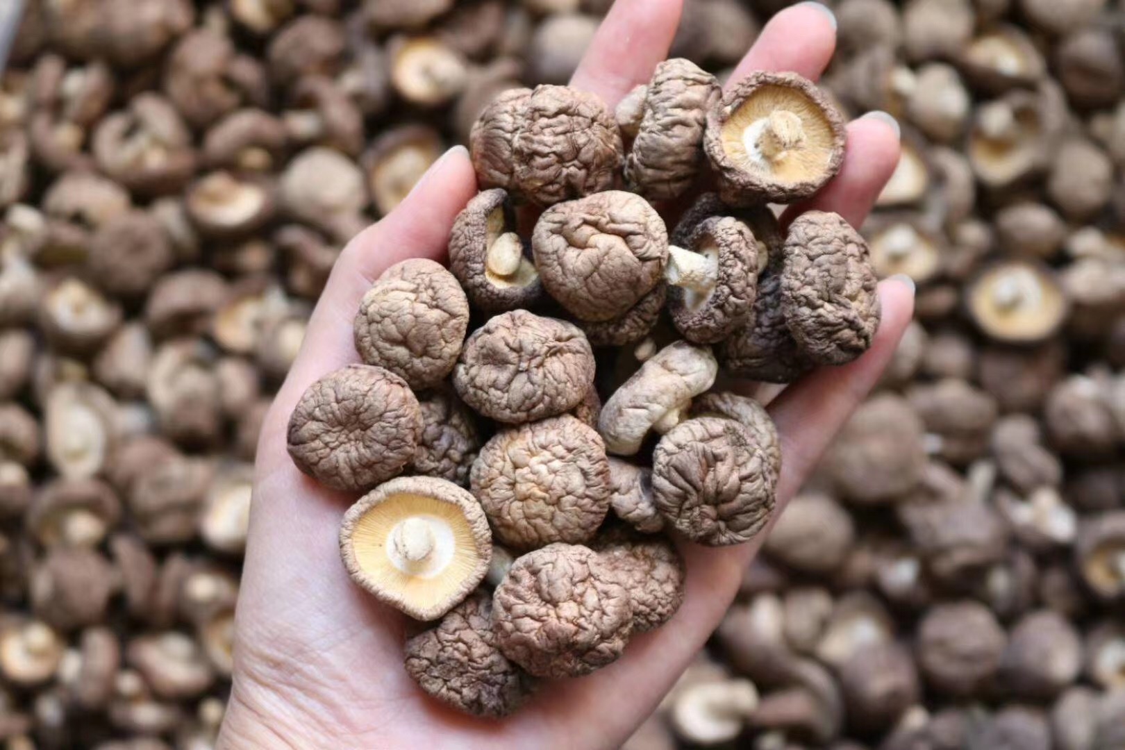 Small number of mushrooms meat thick and round mushrooms steamed chicken saucepan with a few thick and fresh meaty and dry and thick meat is a selection of goods