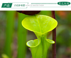 насекомоядное растение 铜帽黄瓶子草【ct2绿植大型食虫植物捕蝇草管状植物雨林缸造景】