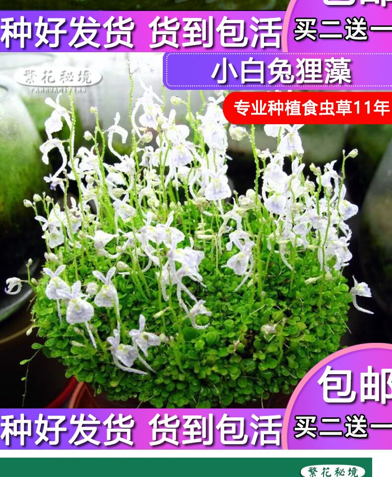 насекомоядное растение 狸藻水生陆生雨林缸耐阴植物禾叶小白兔挖耳草小型盆栽食虫植物