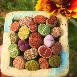 Lithops succulents desktop potted PP flower butt hydroponic flowers absorb radiation oversized stone flower butt flower