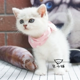 Шарф, слюнявчик, шейный платок, мультяшный аксессуар