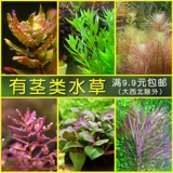 Рыбная травяная бак декоративная вода трава ландшафтная пакет