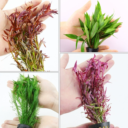 Рыбная травяная бак декоративная вода трава ландшафтная пакет