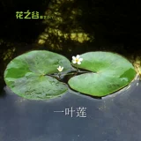 Рыба -аквариум для утки водные травы