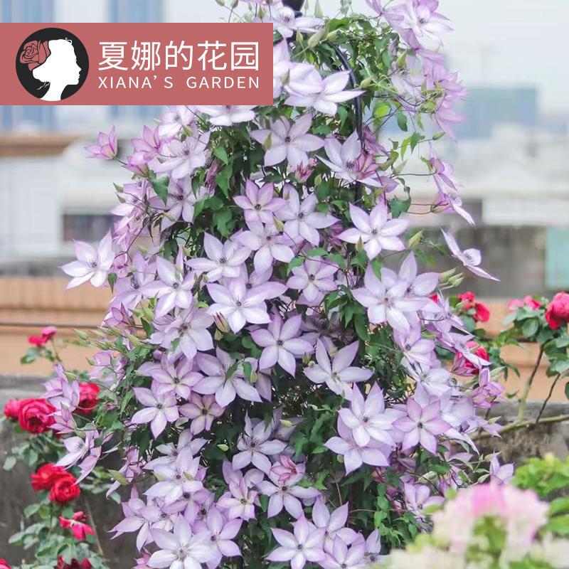 Utopia Clematis Large Seedlings Balcony Potted Plants Outdoor Garden Climbing Vines Climbing Flowers Reflection Daylily