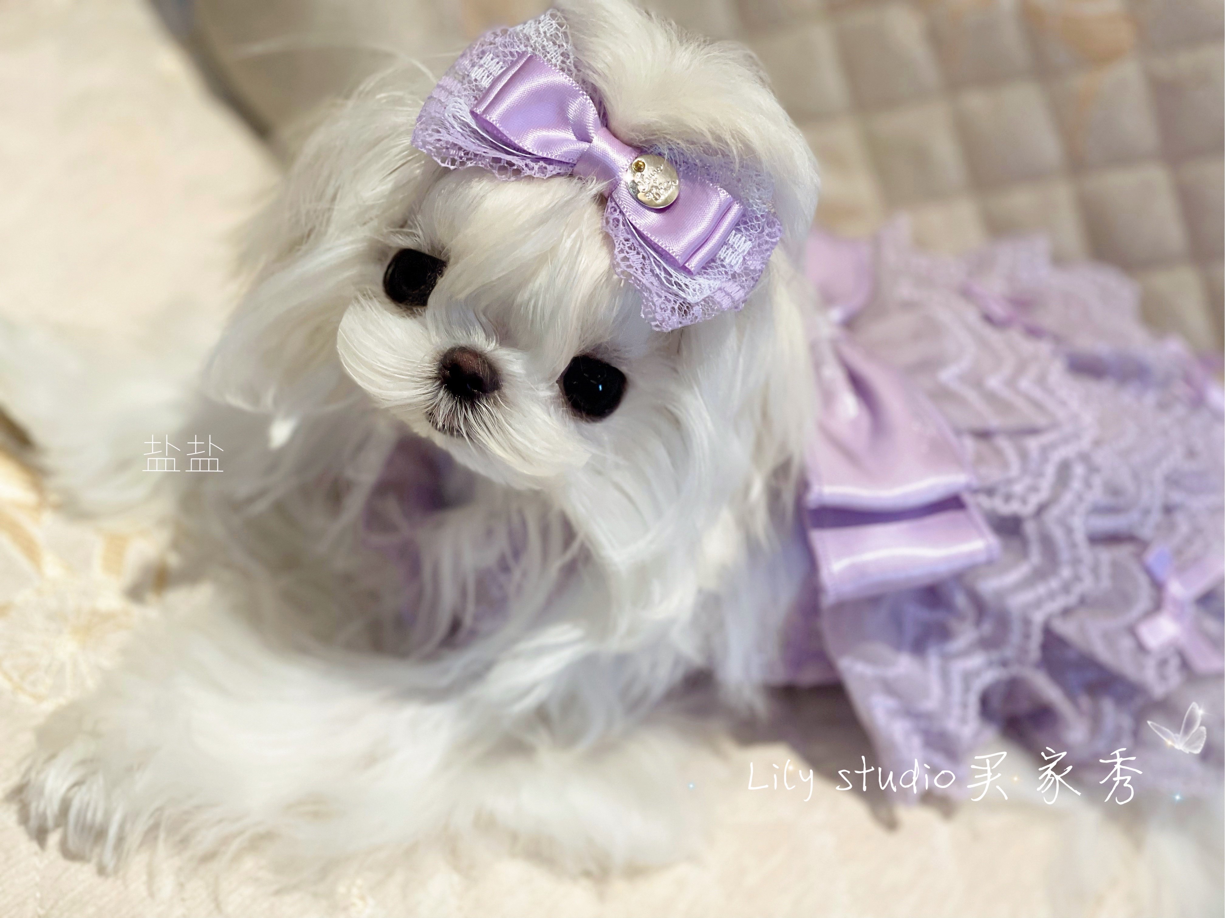 Lily studio original handmade custom pet hairpin lace bow head flower Marchis Yorkshire