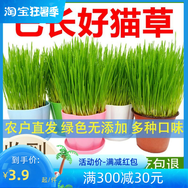 Cat grass sloth cat grass has been planted with good cat grass potted ready-to-eat hydropony to go to Maoball kitty snacks cultivation