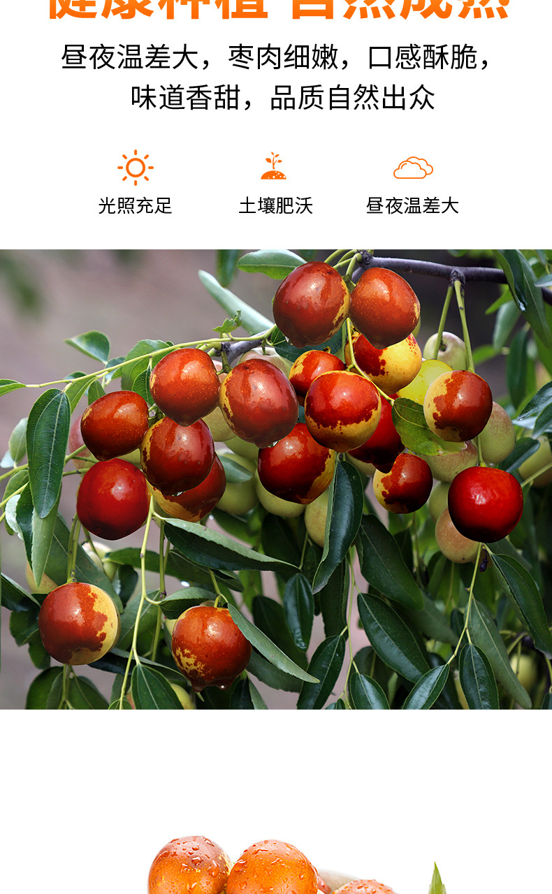 山东沾化特产 当季甜脆冬枣 5斤 图7