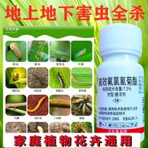 Passeum fruit kiwifruit chestnut apricot tree purple leaf plum tree fruit rose aphid special insecticide in addition to insect drugs