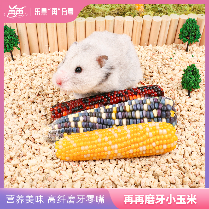 Again, hamster grain grinding teeth stick small corn snack gold and mouse staple grain toys to grind teeth 3 roots