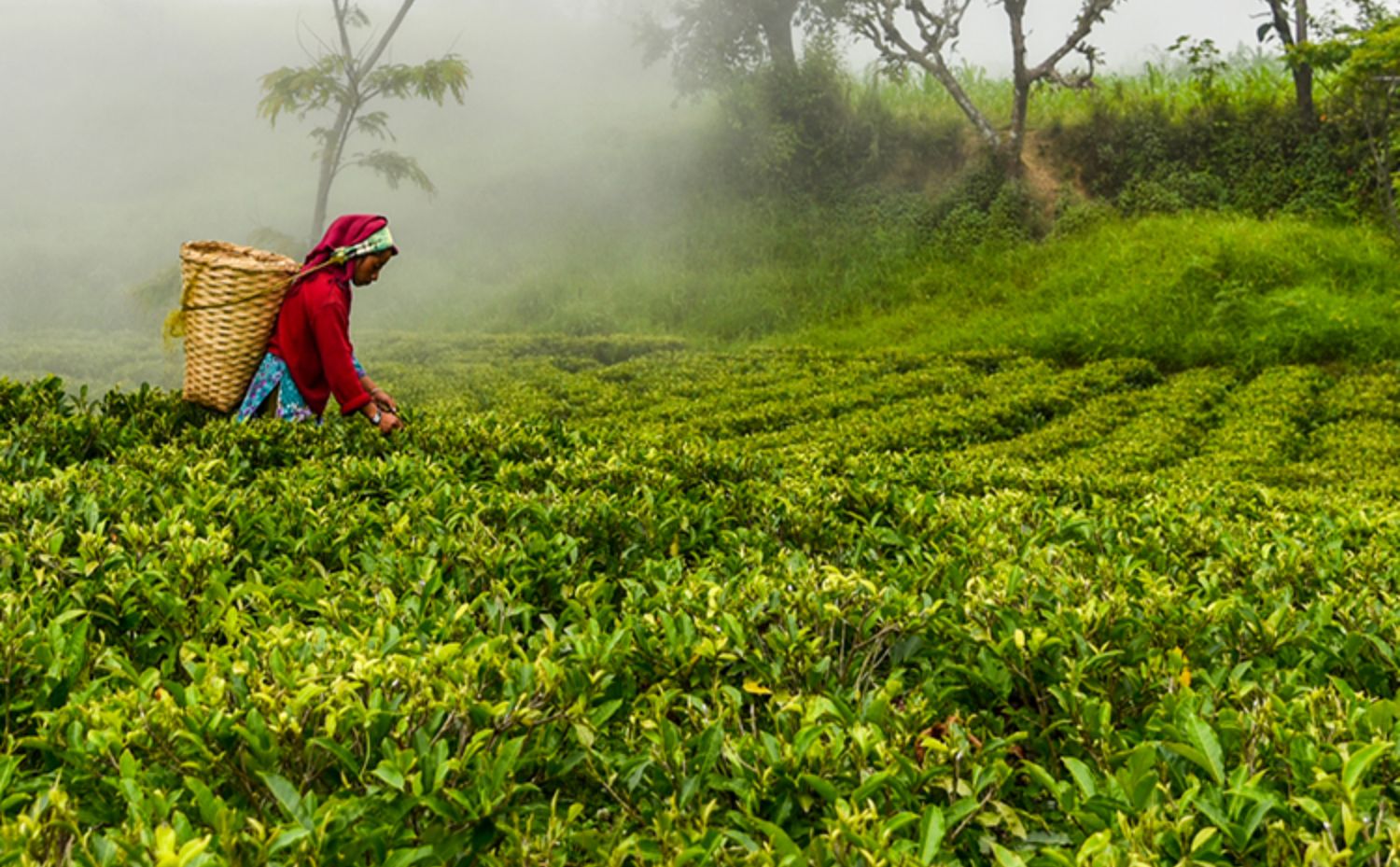 袋泡茶茉莉花茶冷萃茶金萱乌龙茶冷泡茶32包