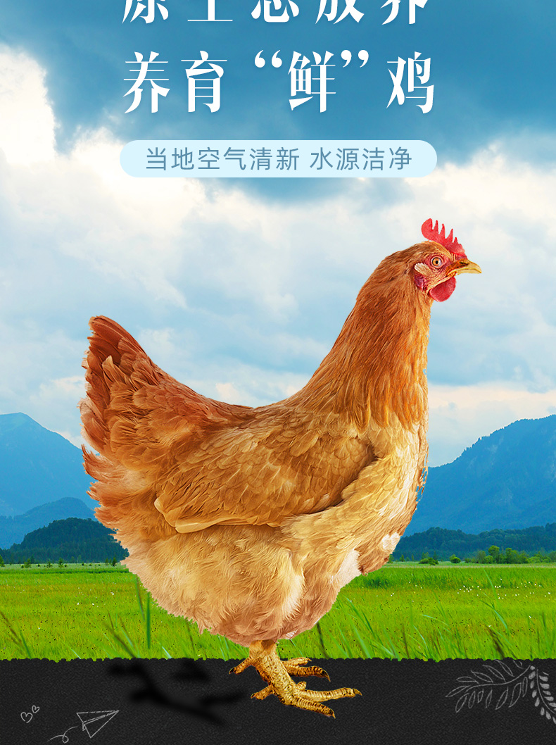 正宗农家散养三黄鸡 2斤*2只 图2