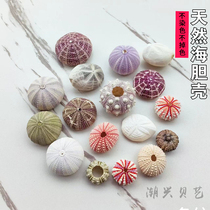 Natural sea urchin shell specimen shell conch creative diy Mediterranean decorative platform air pineapple succulent flower pot