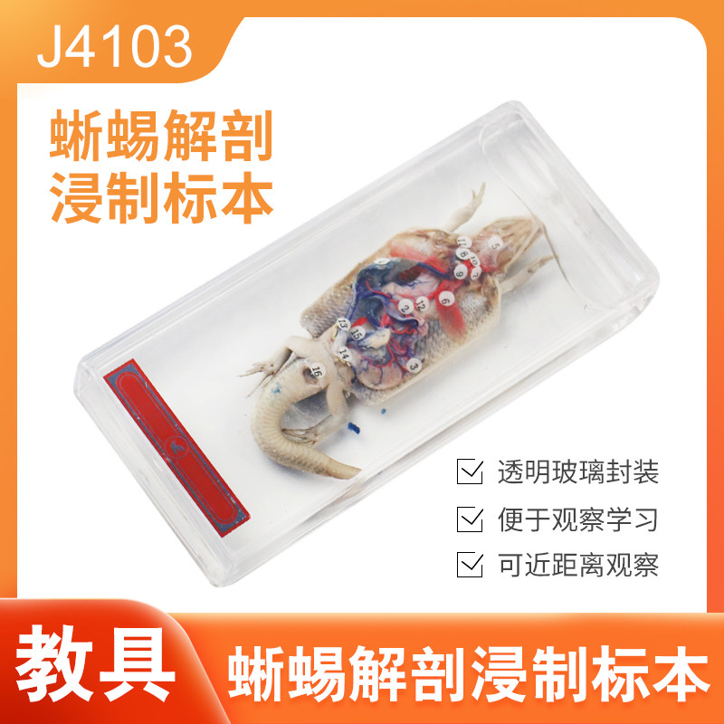 蜥蜴解剖浸制标本初中高中学生物模型实验器材教学仪器教具 实验器材
