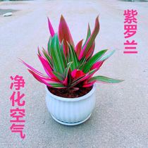 Violet flowers potted hanging orchid plants indoor green plant office purification air novice good raising four seasons easy to live