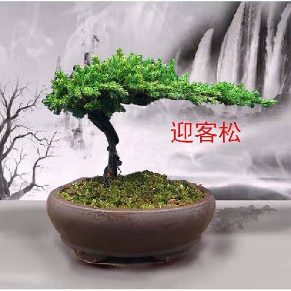Welcome guest Pine Real Tree Bonsai Greet Pines Outdoor Pine Berground Office Courtyard Landscape Bonsai Flower Garden Straight Hair