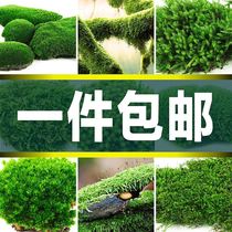 Fresh Moss micro landscape bonsai potted plant moss plant White Moss rockery grass water and land tank landscape materials
