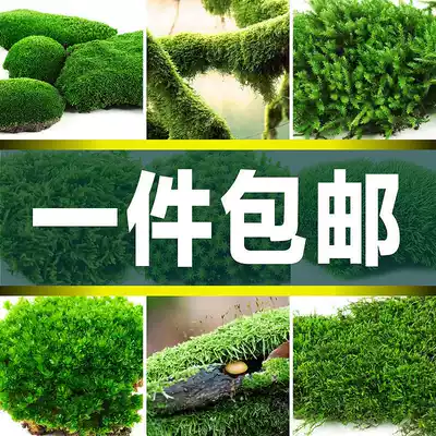Fresh Moss micro landscape bonsai potted plant moss plant White Moss rockery grass water and land tank landscape materials