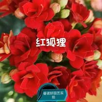 Golden Fox Longevity Flower Red Fox Longevity Flower Rare Large Flower Variety Four Seasons Bones Potted Indoor Plants
