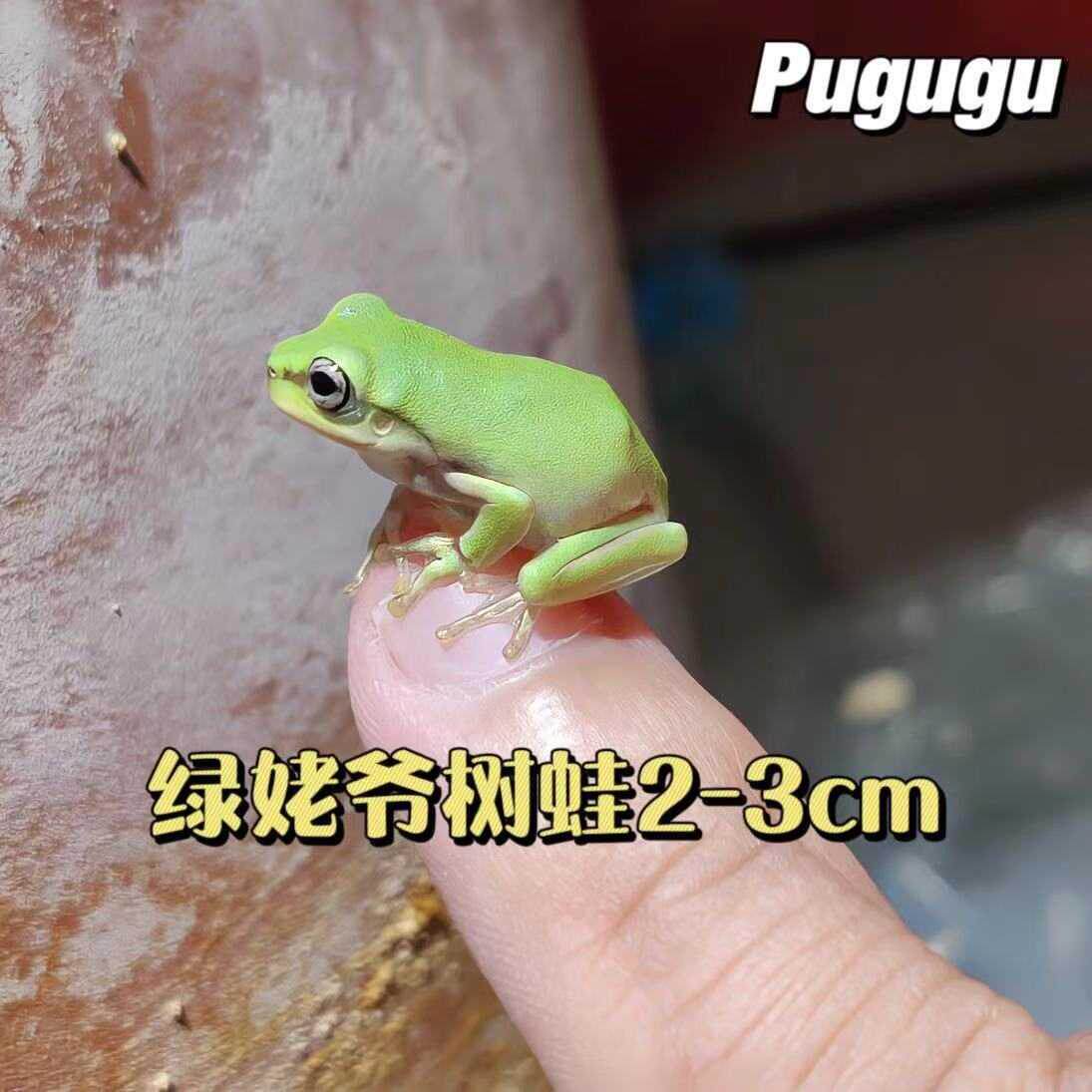 Special small tadpole frog black spotted frog rice field frog live aquarium pet bag live dragon fish feed live bait