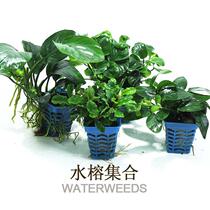 Aquarium aquarium landscaping decoration money chili Golden Banyan Wallis Banyan easy to live