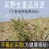 Natural Qinghai Nuomuhong Wild Black wolfberry super large fruit 100g non-Xinjiang Ningxia specialty small cans