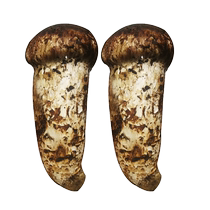 Spot Shangri-La fresh matsutake 9-12cm matsutake mushroom 500g wild mushroom matsutake mushroom non-dry goods